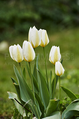 Buy stock photo White garden tulips growing in spring. Closeup of didier's tulip from the tulipa gesneriana species with vibrant petals and green stems blossoming and blooming in nature on a sunny day outdoors