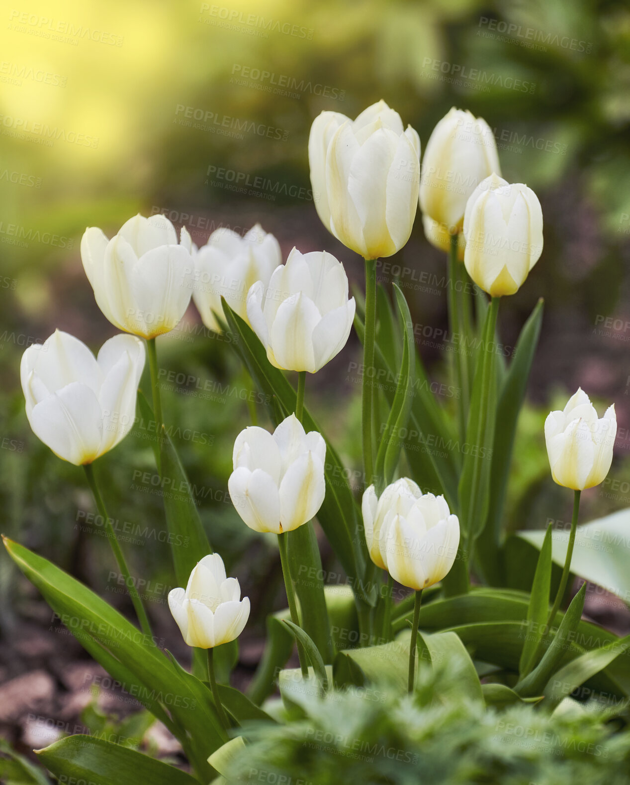 Buy stock photo Beautiful white tulips in my garden in early springtime