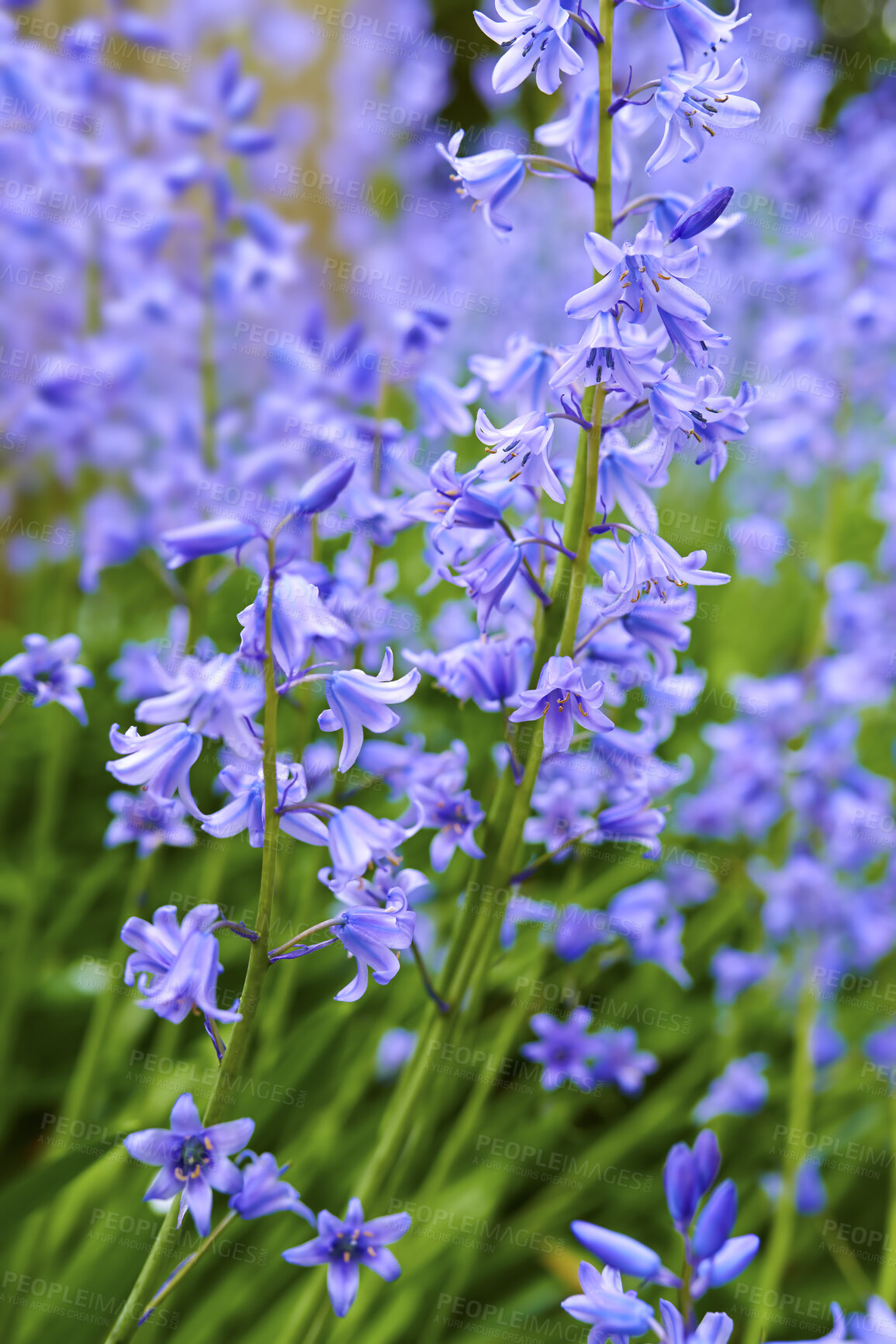 Buy stock photo Colorful purple flowers growing in a garden. Closeup of beautiful spanish bluebell or hyacinthoides hispanica foliage with vibrant petals blooming and blossoming in nature on a sunny day in spring