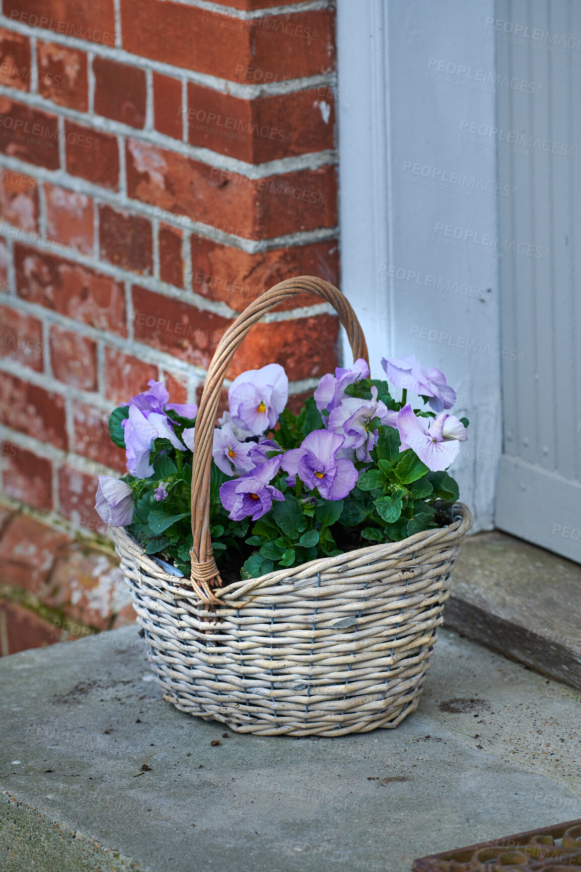 Buy stock photo Purple and white johnny jump up flowers in wicker basket on home doorstep as a gift and present for valentines day, birthday or anniversary. Bunch of pansies from landscaped and horticulture backyard