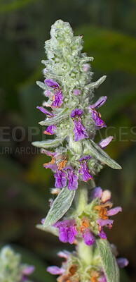 Buy stock photo Lamb's-ear plant growing in a garden outdoors on a summer day. Closeup detail of flowering flora outside in a backyard or nature on a spring afternoon. Beautiful fluffy flower head blooming in a yard