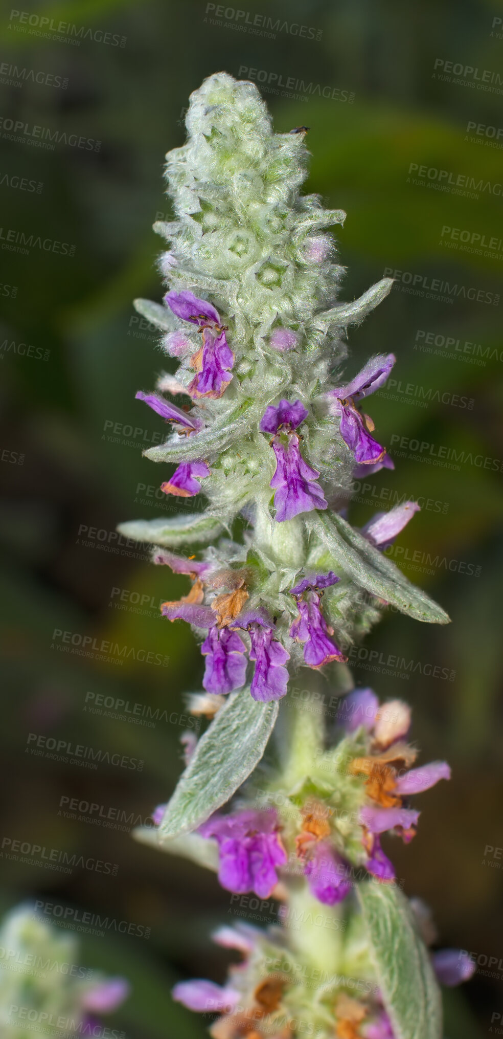 Buy stock photo Lamb's-ear plant growing in a garden outdoors on a summer day. Closeup detail of flowering flora outside in a backyard or nature on a spring afternoon. Beautiful fluffy flower head blooming in a yard