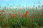 Wheat fields with poppies in early summer