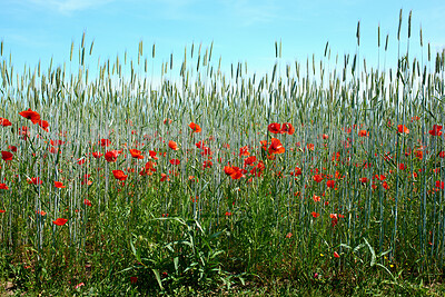 Buy stock photo A  photo of the countryside in early summer