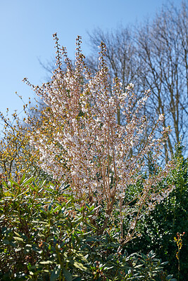 Buy stock photo Forest in springtime in Denmark