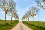 Avenue in the countryside