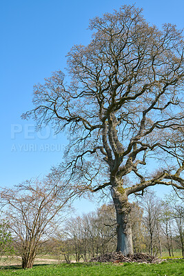 Buy stock photo A photo of huge oak tree in spring