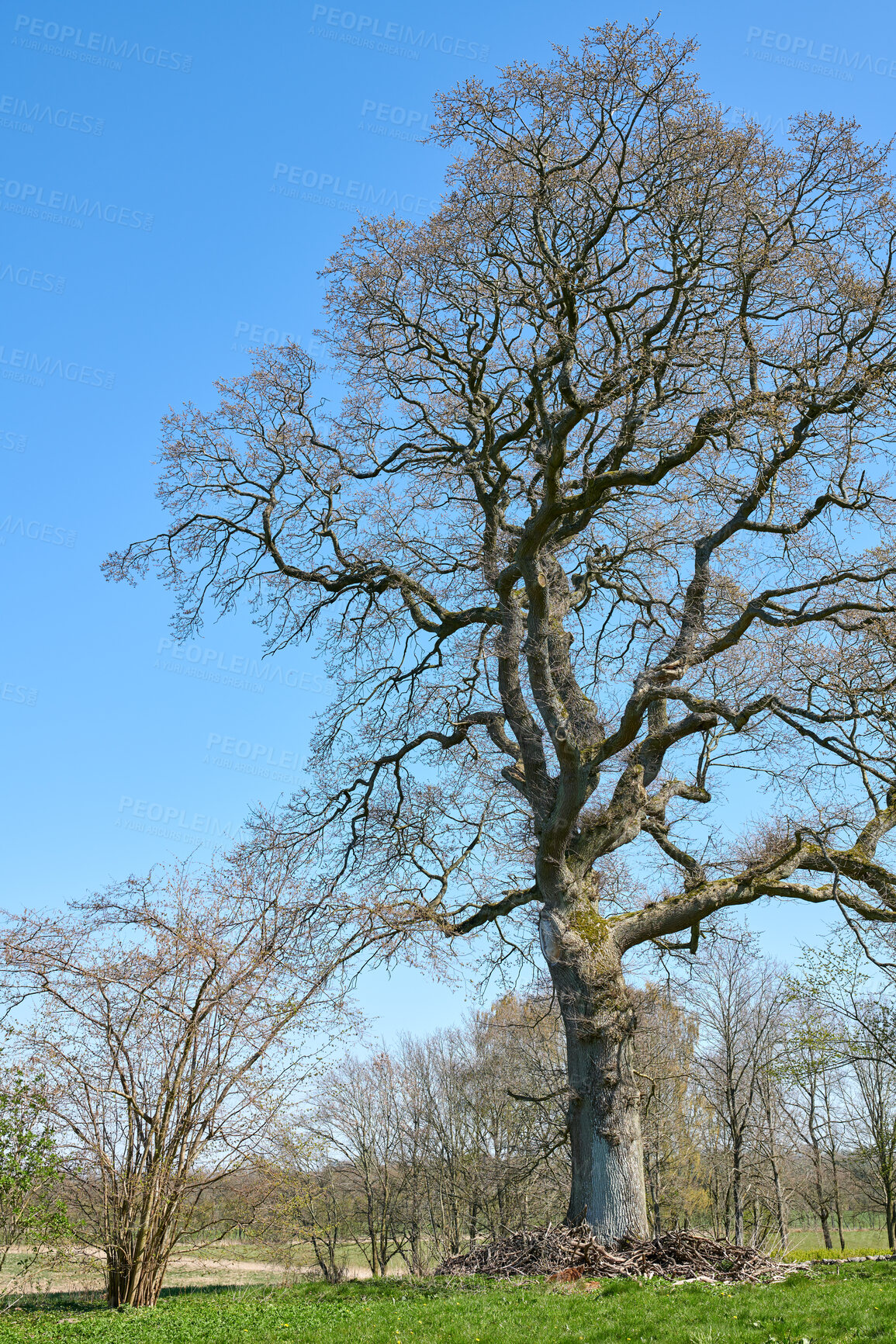 Buy stock photo A photo of huge oak tree in spring