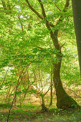 Buy stock photo A photo of green and lush spring forest in Denmark