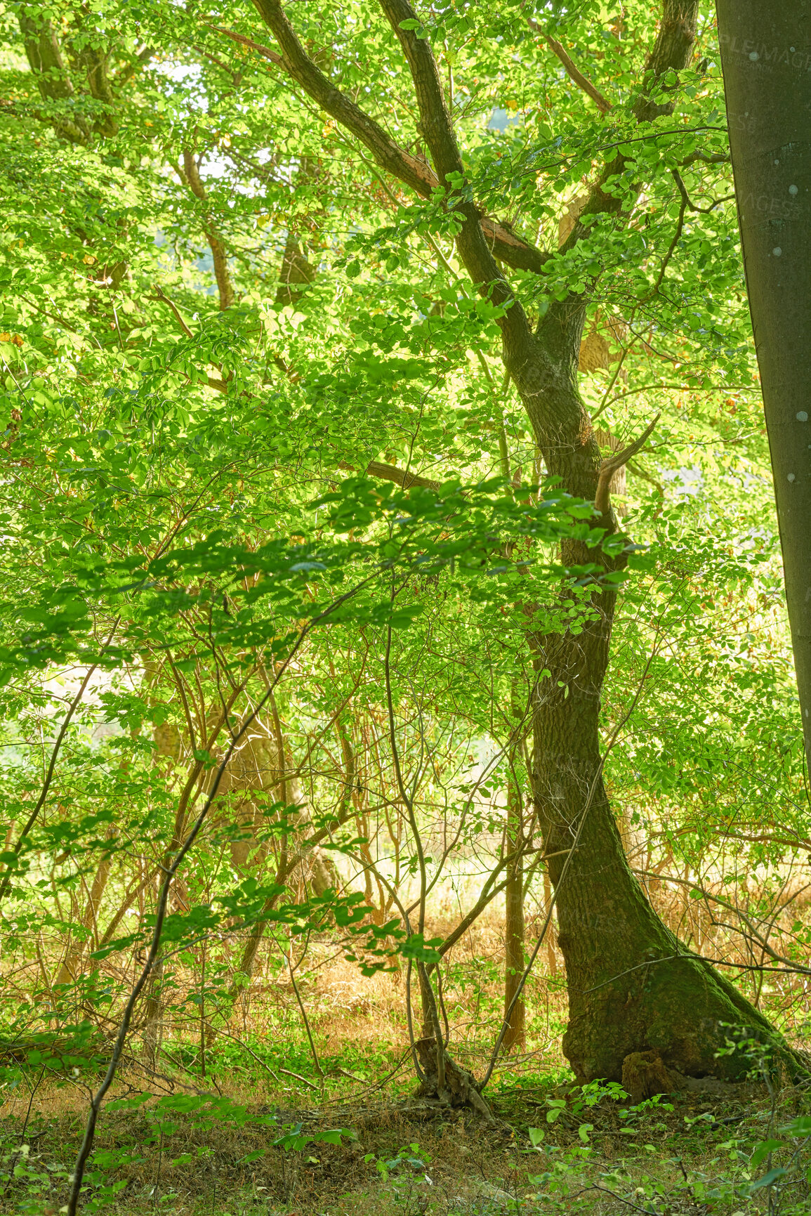 Buy stock photo A photo of green and lush spring forest in Denmark