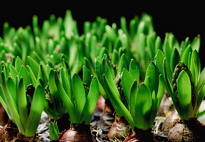 Buy stock photo Many green common hyacinth herb plants isolated on dark background. Closeup of ornamental, herbal flowers that grow in gardens, parks or backyards in horticulture for its fragrant scent or perfumes