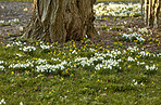 Common snowdrop - Galanthus nivalis 