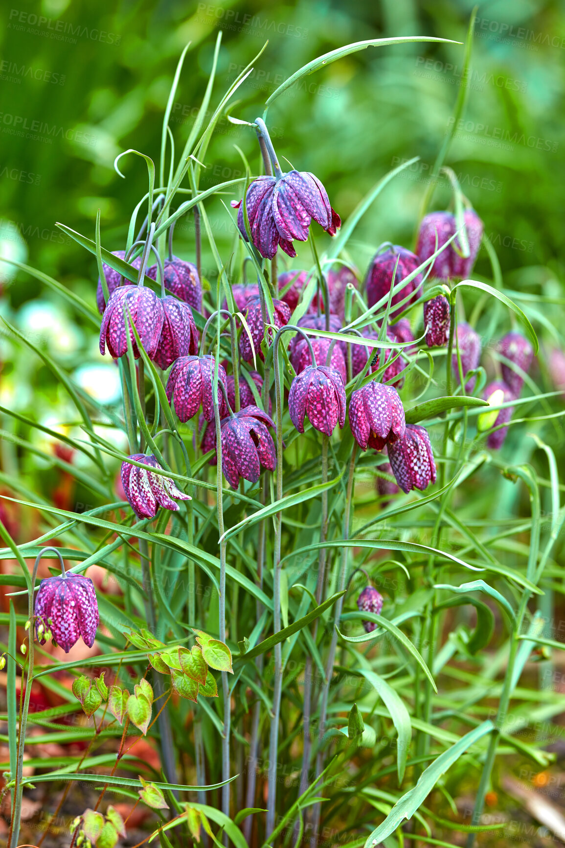 Buy stock photo Closeup of purple snakeshead fritillary flowers growing and flowering on green stems in a remote field, meadow or home garden. Textured detail of fritillaria meleagris plants blossoming or blooming