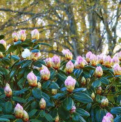 Buy stock photo Rhododendron is a genus of 1,024 species of woody plants in the heath family, either evergreen or deciduous, and found mainly in Asia, although it is also widespread throughout the Southern Highlands of the Appalachian Mountains of North America.