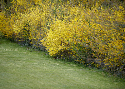 Buy stock photo Yellow border forsythia shrubs growing on a lawn. Wild autumn or spring hedgerows grown as courtyard, garden or park landscape. Well maintained gardening area with perennial or seasonal fall plants