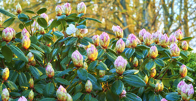 Buy stock photo Rhododendron is a genus of 1,024 species of woody plants in the heath family, either evergreen or deciduous, and found mainly in Asia, although it is also widespread throughout the Southern Highlands of the Appalachian Mountains of North America.