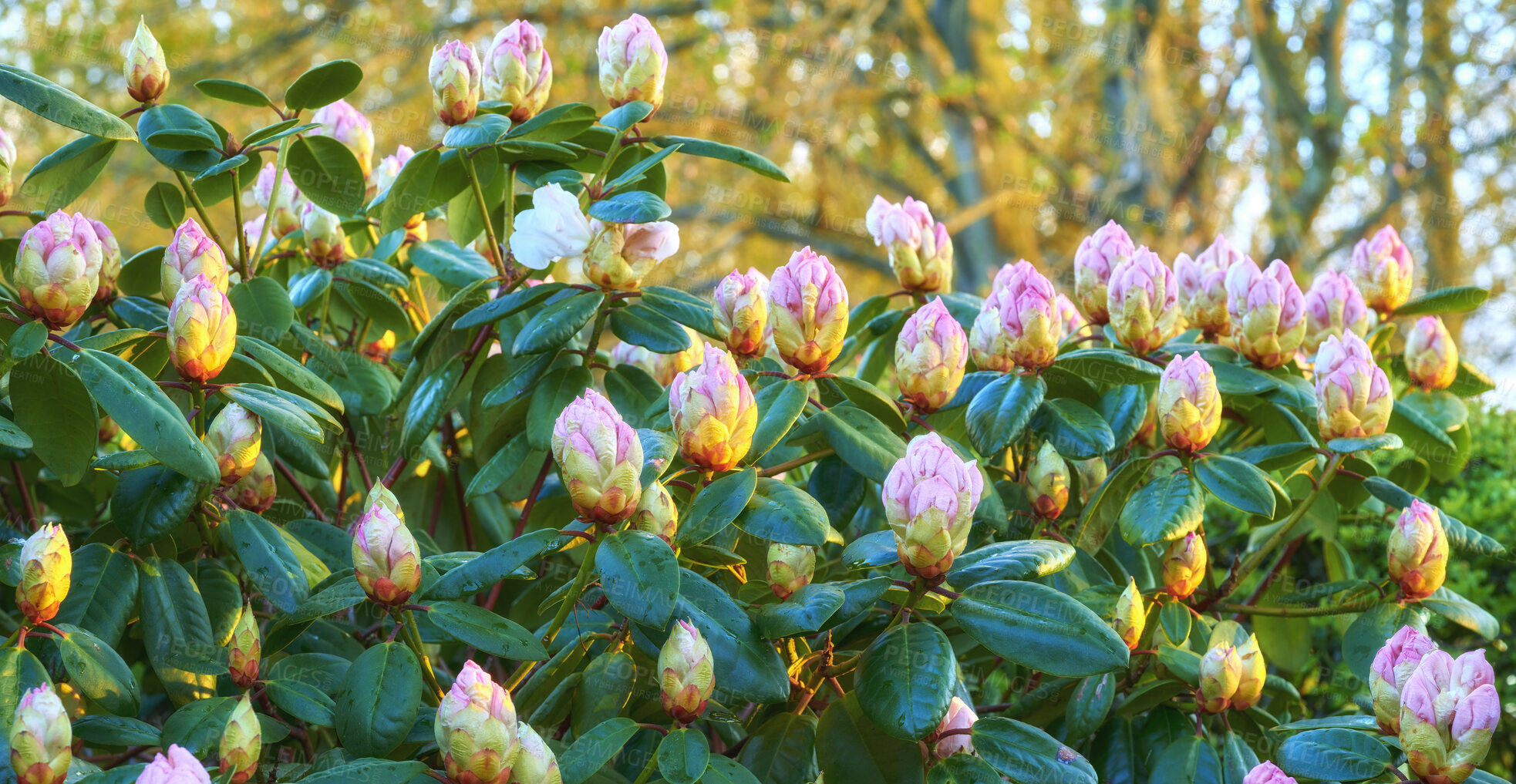 Buy stock photo Rhododendron is a genus of 1,024 species of woody plants in the heath family, either evergreen or deciduous, and found mainly in Asia, although it is also widespread throughout the Southern Highlands of the Appalachian Mountains of North America.