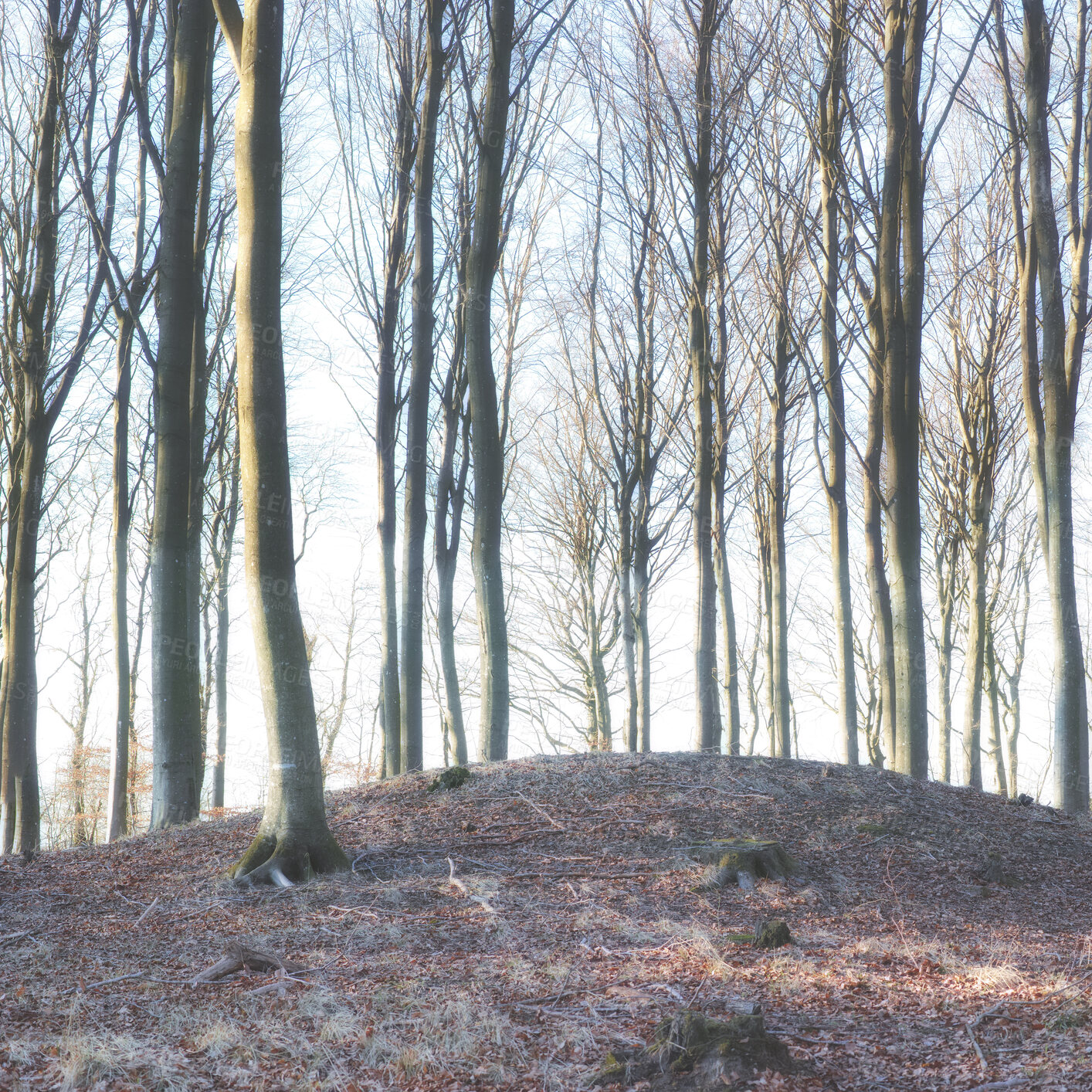 Buy stock photo A photo of a winter trees  at sunset