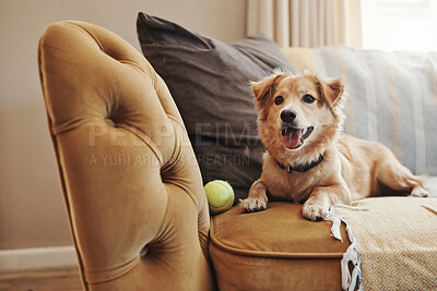 Buy stock photo Home, pet and dog on a couch, relax and support in the living room, happy and chilling. Animal, canine and best friend on a sofa, tennis ball and cute in the lounge, playful and care in an apartment