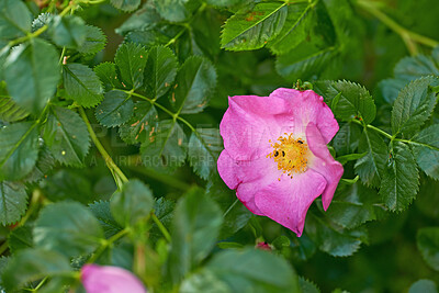 Buy stock photo Prickly wild rose with black aphid insects feeding on pollen in a garden. Closeup of one pretty pink flowering plant blooming amongst vibrant leaves and greenery in a remote nature park or meadow