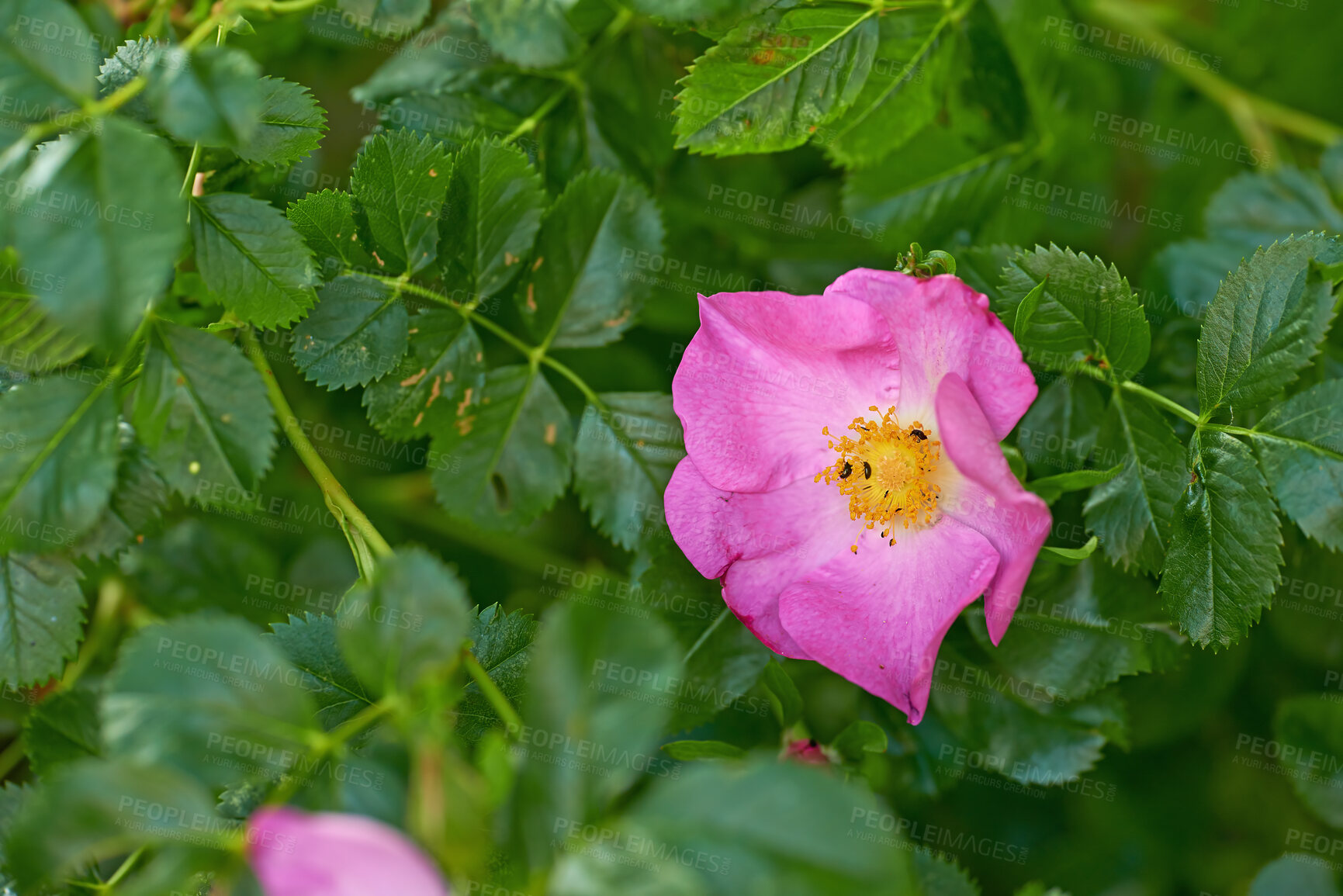 Buy stock photo Prickly wild rose with black aphid insects feeding on pollen in a garden. Closeup of one pretty pink flowering plant blooming amongst vibrant leaves and greenery in a remote nature park or meadow