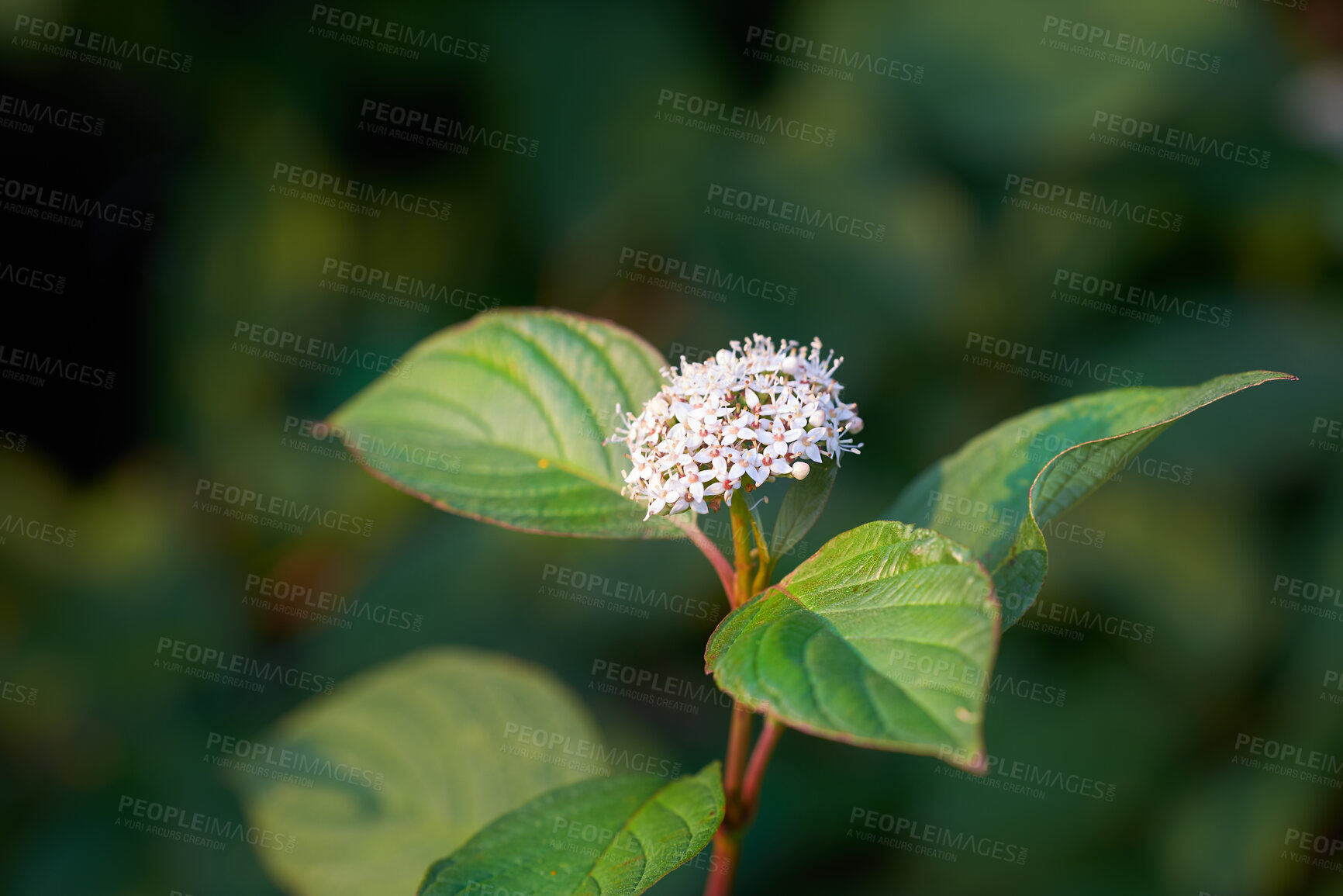 Buy stock photo Beautiful and vibrant white flower growing in a peaceful backyard garden with copy space. Flowering cornus alba plant blooming in nature. Serene beauty of outdoor landscaping in a park in summer