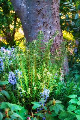 Buy stock photo Closeup of Bluebell growing in a green garden against a tree trunk on a sunny day. Macro details of blue flowers in harmony with nature, tranquil wild shoots in a zen, quiet backyard 