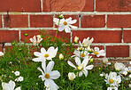 Garden flowers in summertime