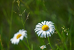 Beautiful flowers in my garden