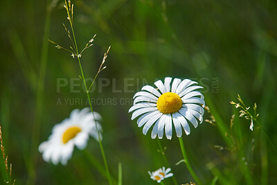 Buy stock photo A series of beautiful garden photos