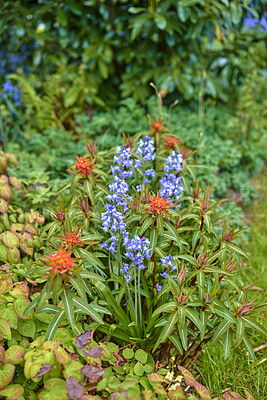 Buy stock photo A series of beautiful garden photos