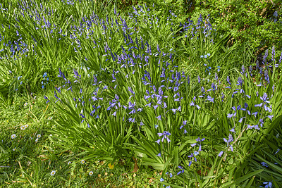 Buy stock photo Bright Bluebell flowers growing in a garden outdoor on a sunny summer day. A vibrant lawn with purple plants blooming during spring. Beautiful lush foliage on a backyard lawn