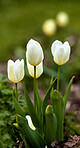 White tulips in my garden