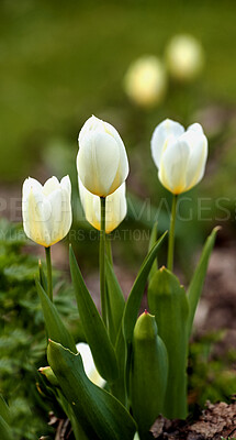 Buy stock photo Beautiful white tulips in my garden in early springtime