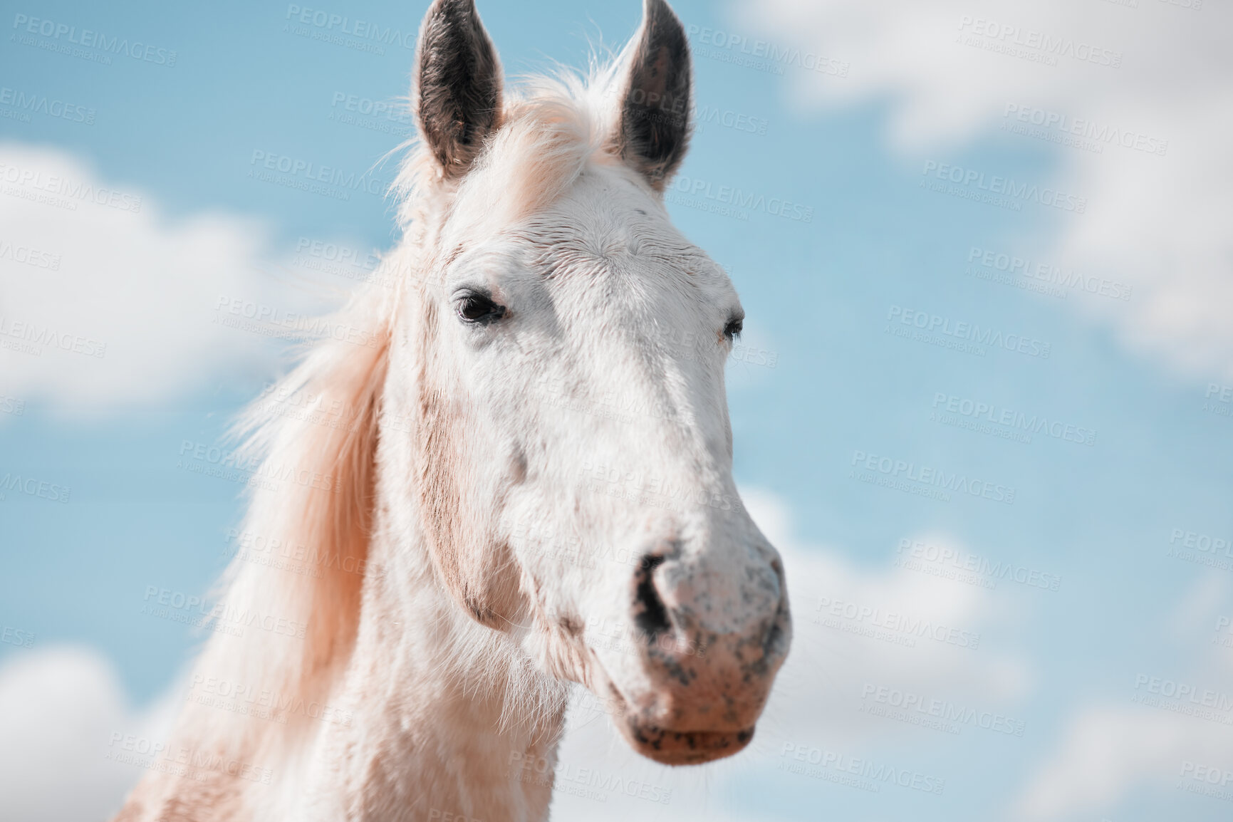 Buy stock photo Sky, horse and farm in countryside outdoor with nature in summer for equestrian training, environment and ranch for competition. White, mare and animal for adventure, travel and care in Texas  