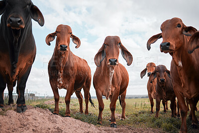 Buy stock photo Shot of a group of cows on a farm