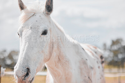 Buy stock photo Shot of a beautiful horse on a farm