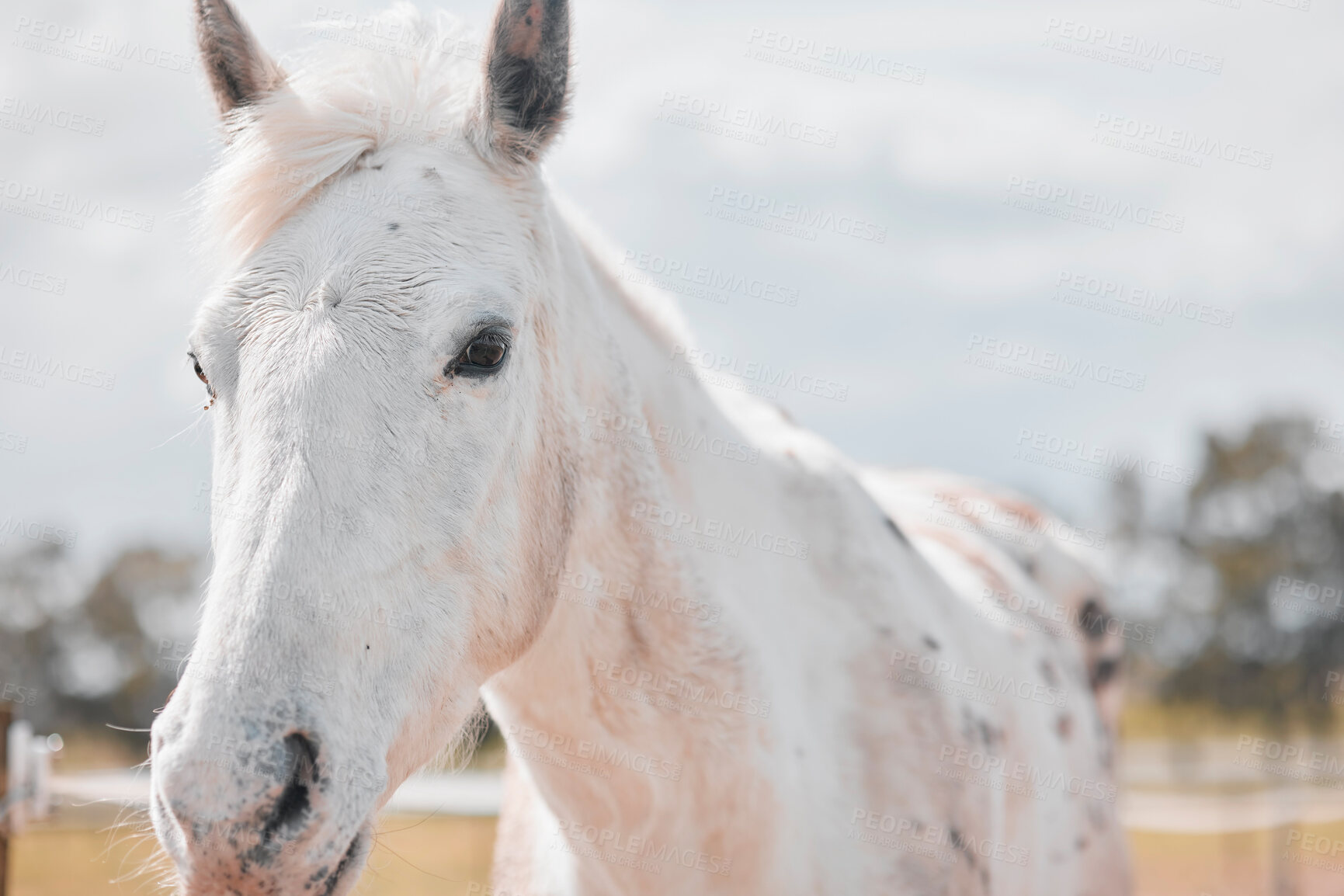 Buy stock photo White, horse and farm in countryside outdoor with nature in summer for equestrian training, environment and ranch for competition. Strong, mare and animal for adventure, travel and care in Texas