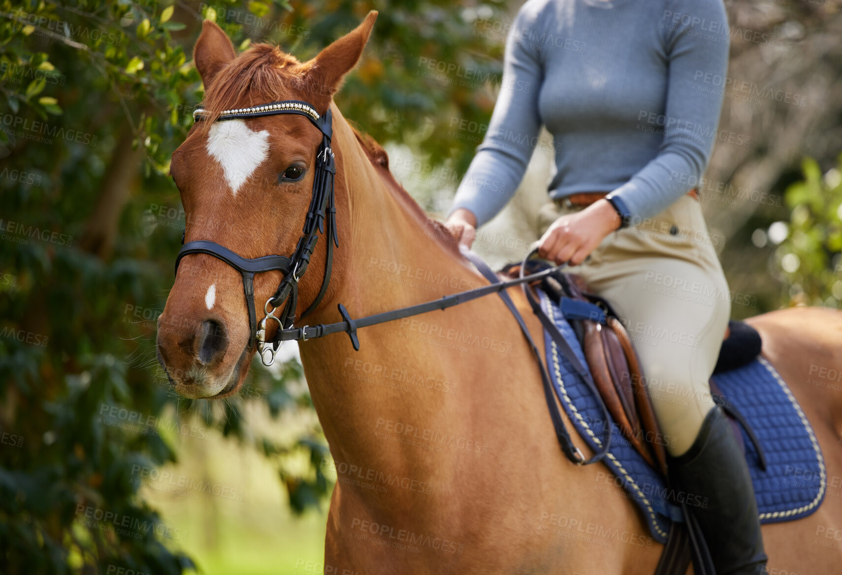 Buy stock photo Woman, horse riding and legs in saddle, outdoor or transport at ranch in summer by trees. Person, equestrian and jockey on animal with hands, training or prepare for competition at farm in Argentina