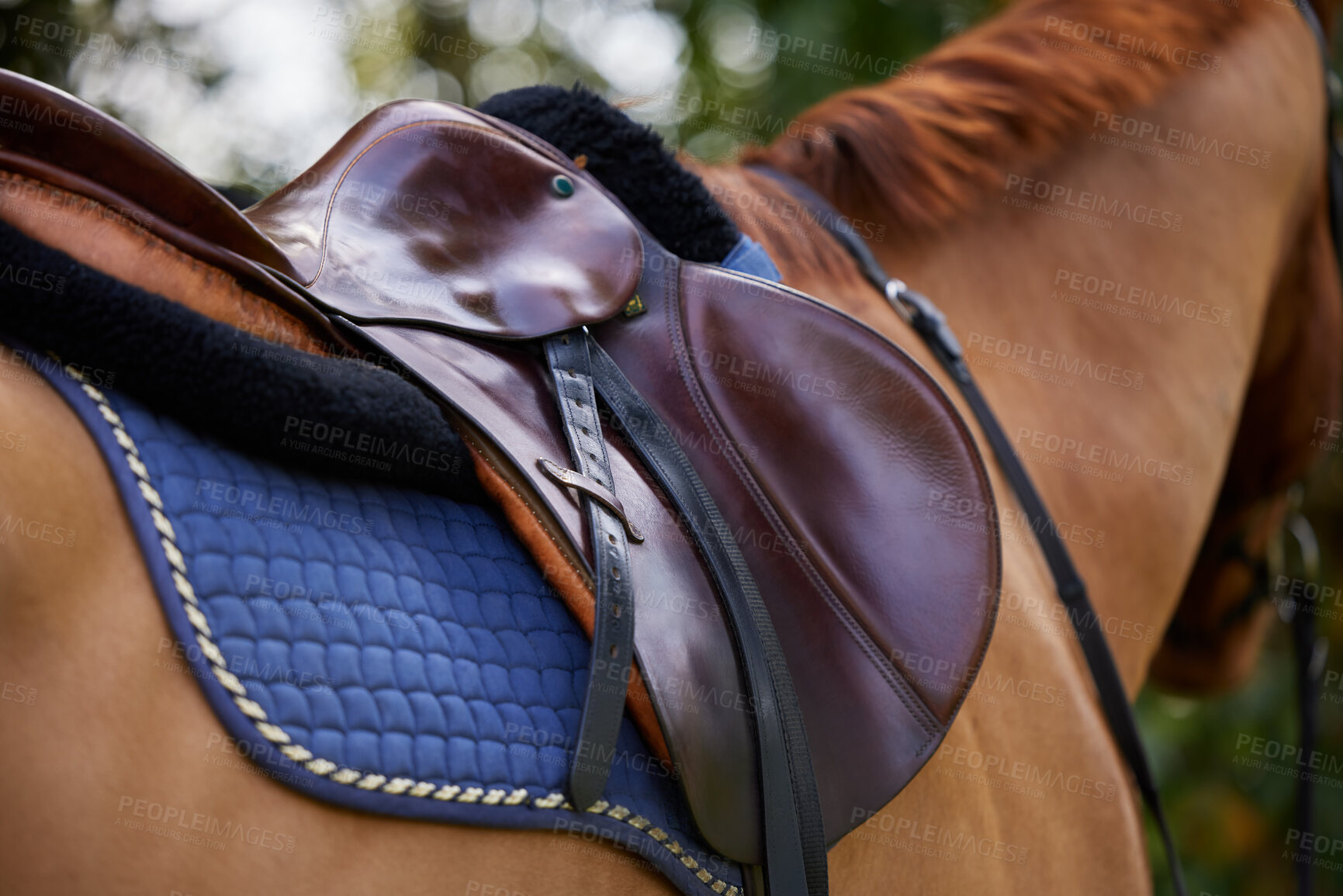 Buy stock photo Horse, animal and closeup of saddle outdoor for riding, balance and rider seat in countryside. Ranch, horseback and stallion for agriculture, practice and training for competition or sport in nature