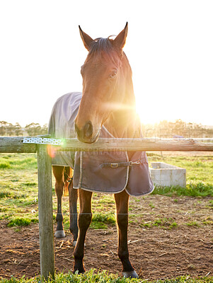 Buy stock photo Full length shot of a horse standing in an enclosed pasture on a farm