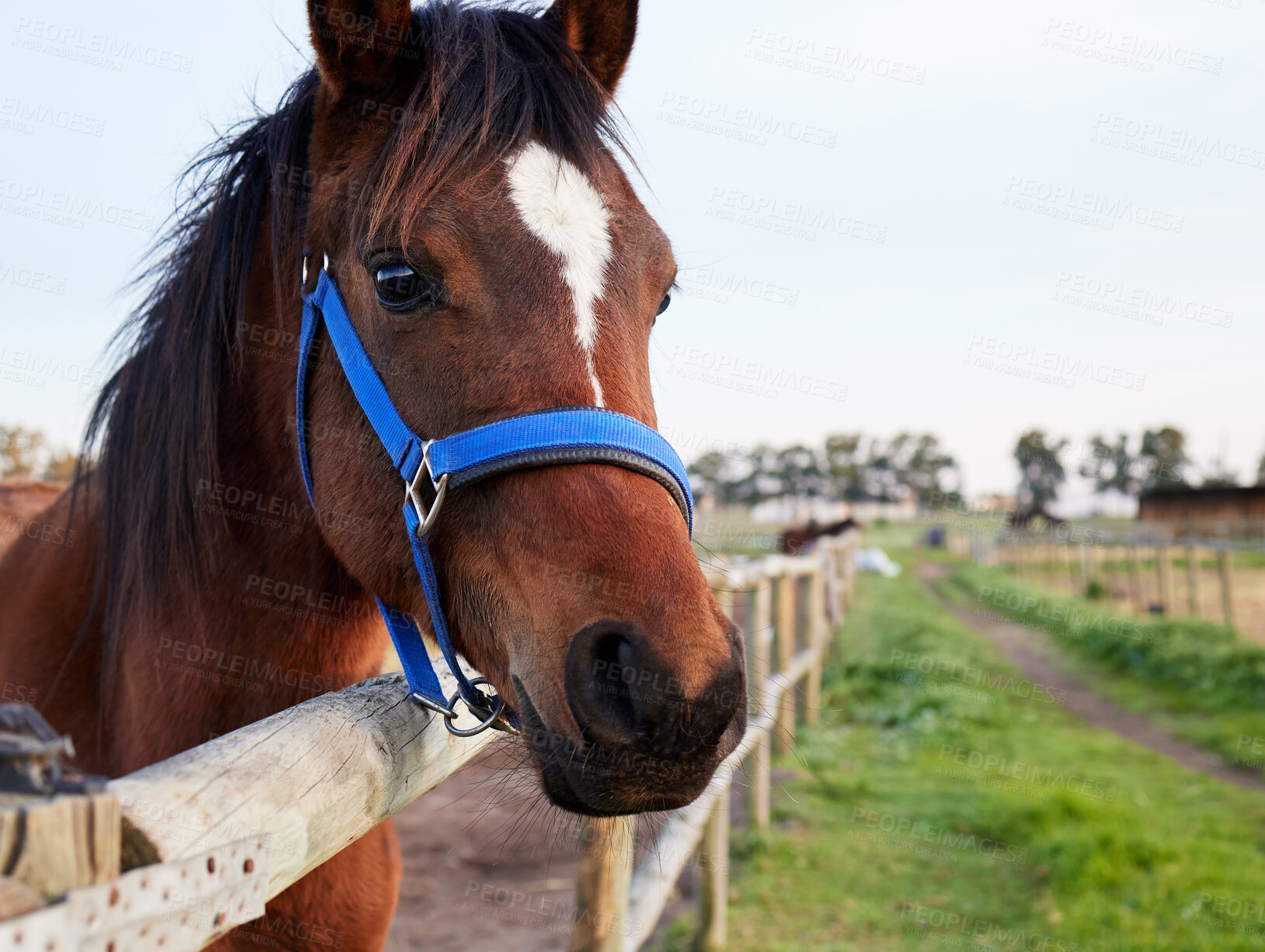 Buy stock photo Shot of a horse standing in an enclosed pasture on a farm