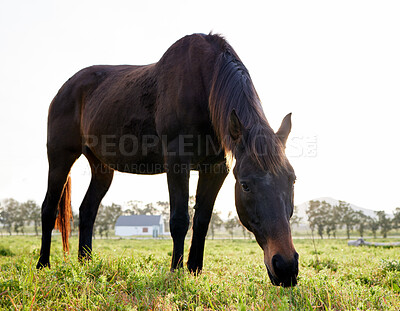 Buy stock photo Horse, healthy or eating grass at farm with growth development of animal for agriculture or wellness. Colt, mare or thoroughbred pet grazing in nature, field at ranch to relax in Texas countryside