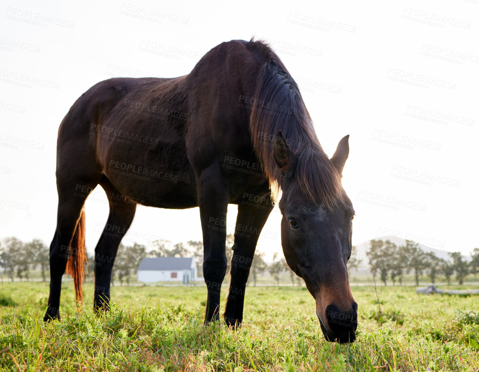Buy stock photo Full length shot of a horse standing and eating grass on a farm