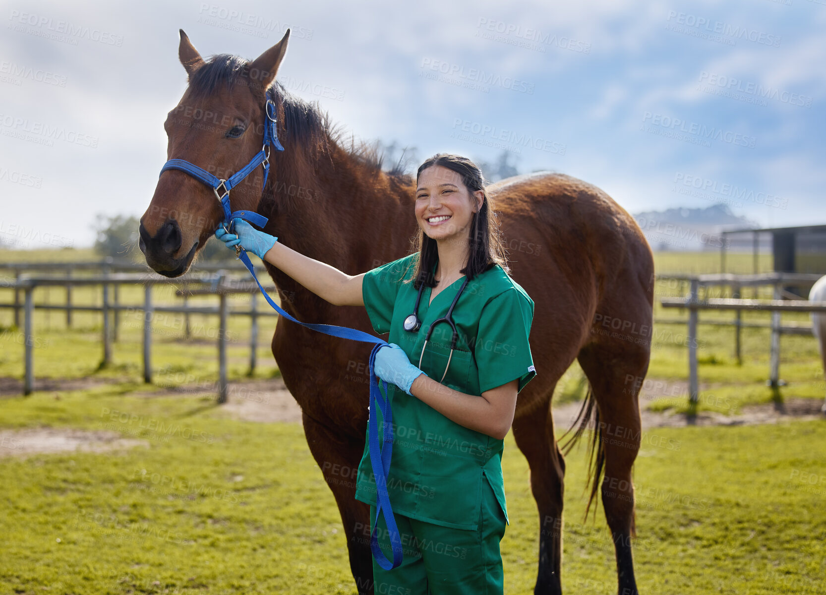 Buy stock photo Shot of a young veterinarian putting a bandage on a horse on a farm