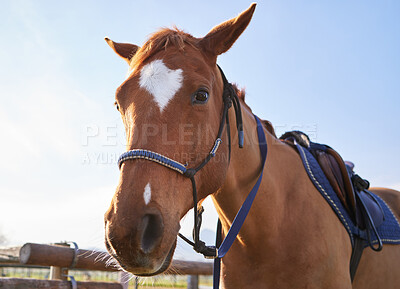 Buy stock photo Cropped shot of a saddled brown horse standing outside on the ranch