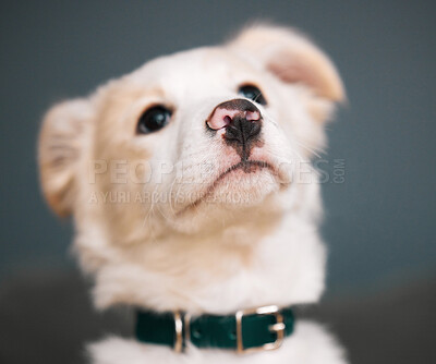 Buy stock photo Puppy, cute and outdoor in backyard, leash and nature of house, pet and wellness for animal and healthy. Dog, garden and home in patio, summer and weekend to relax, golden retriever and rescue