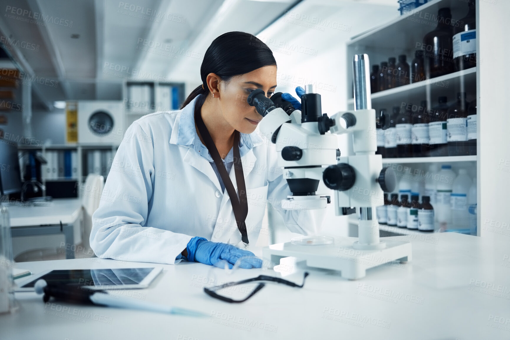 Buy stock photo Woman, scientist and microscope analysis to check DNA sample with science experiment in laboratory. Female doctor  analyze data, scientific innovation and medical research in lab with investigation