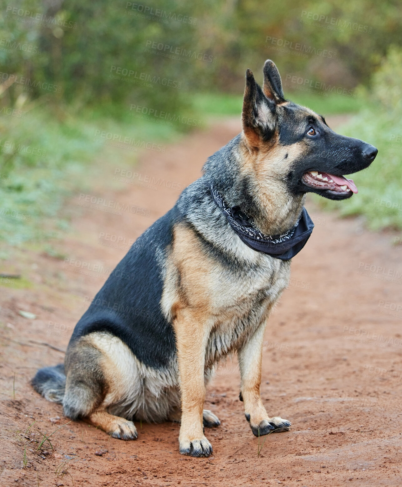 Buy stock photo Shot of an adorable german shepherd sitting in a forest