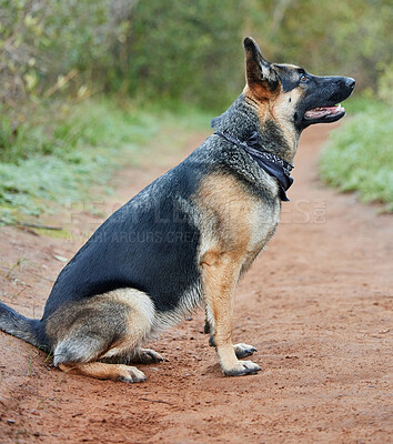 Buy stock photo Animal, dog and German shepherd in forest for training, scent tracking or service companion. Outdoors, nature path and canine sitting for command, teaching behaviour or morning walk in Munich